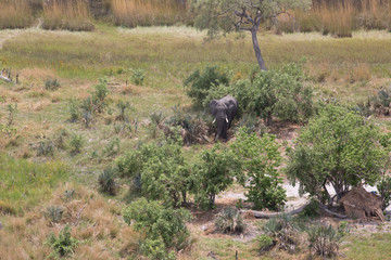 Wall Mural - elephant in africa in a group