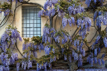 Window Surrounded With Wisteria Plant