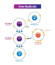Free Radicals, Antioxidant And Healthy Atom Explanation Vector Illustration Diagram