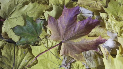 Wall Mural - Drops of water of a rain fall on the red and yellow leaves of a maple lying on a wooden flooring in sunny autumn day