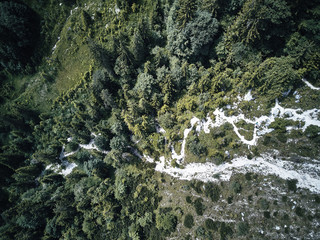 Wall Mural - trees from above, aerial view flying with drone
