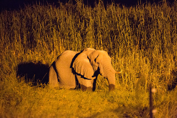 Wall Mural - elephant in africa in a group