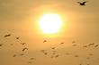 Many Seagulls Flying Against the Shiny Rising Sun 