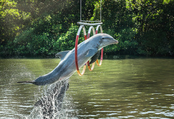 dolphin jumping through hoops in an outdoor pool