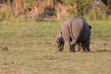 Wall Mural - rhino in africa waking around