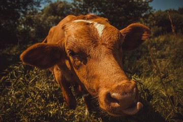 calf in the meadow