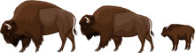 Vector Family Of Brown Zubr Buffalo Bisons With Kid