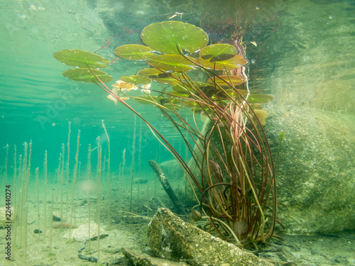 Fotografía Water lily leaves underwater