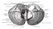 Lower Surface of Cerebellum, vintage illustration