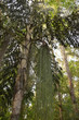 Dschungel, Baum, Lianen, Kenya, Regenwald, Grün, Afrika