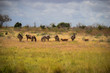 Zebra in Tsavo East National Park Kenya, Afrika, Herde