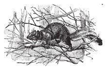 Eastern Gray Squirrel, Vintage Illustration.