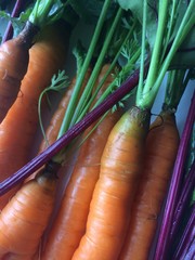 Garden carrot background