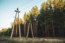 Power Lines In Glade Along Conifer Trees In Sunlight. Poles With Wires Near Dirt Road Among Tall Pines. Electricity Poles Close Up In Coniferous Forest With Copy Space. Sunny Crowns Of Pinery.