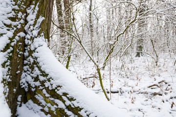 Paths and trees covered with snow.