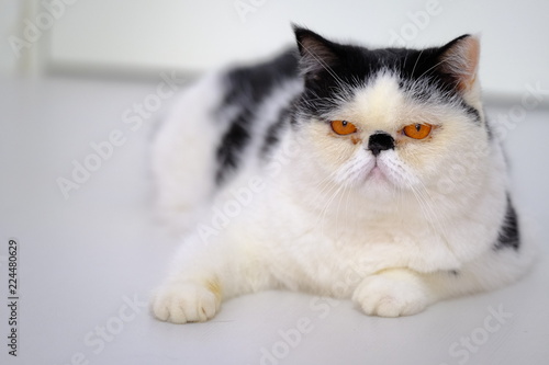 Cute Exotic Shorthair Cat Persian Kitten In Black And White
