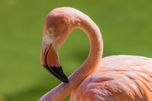 Closeup Portrait Of A Flamingo
