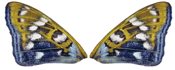 Sticker - yellow and blue couple butterfly wings on white