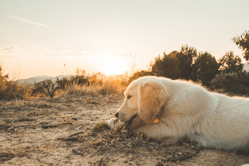 Portrait of a puppy of the golden retriever breed at sunset