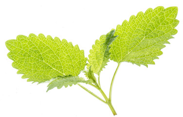 Sticker - lemon balm leaf (Melissa officinalis) isolated on a white background