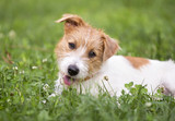 Fototapeta Zwierzęta - Cute happy puppy pet dog lying in the grass