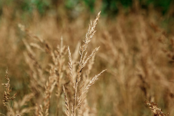 Wall Mural - Wild field of grass on sunset, soft sun rays, warm tonight, lens flares