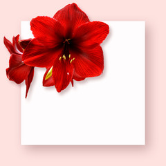 Composition pattern of red exotic tropical flower and white shit of paper for text on pink background. Top view banner template for social media post