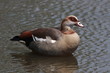 Egyptian Goose on the water