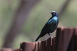Glossy Starling on the fence