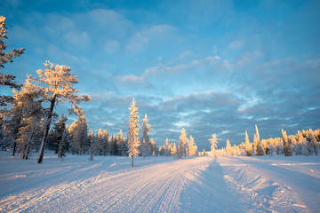 Wall Mural - snowy landscape, frozen trees in winter in saariselka, lapland, finland