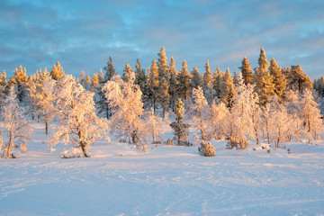 Wall Mural - snowy landscape, frozen trees in winter in saariselka, lapland, finland
