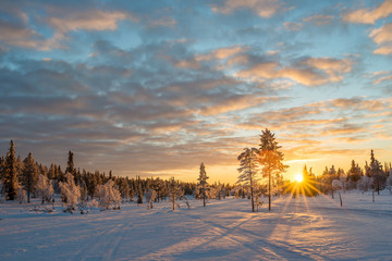 Wall Mural - snowy landscape at sunset, frozen trees in winter in saariselka, lapland, finland