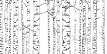 Birch Trees Sketch