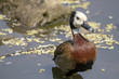 White-faced Duck on the lake