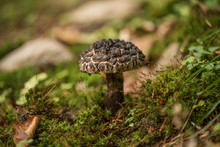 Strobilomyces Strobilaceus, Also Called Strobilomyces Floccopus And Commonly Known As Old Man Of The Wood