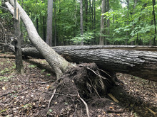 Uprooted Tree From A Wind Storm