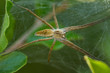 Grosse Spinne im Netz