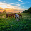 grazing horses in autumn on a horse pasture