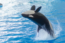 A Jumping Orca In A Blue Sea