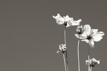 White Flowers On Black Background