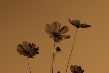Wall Mural - floral background with flowers