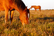 Horse eating grass on heathland at sunrise