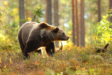 Wall Mural - brown bear in a forest looking at side