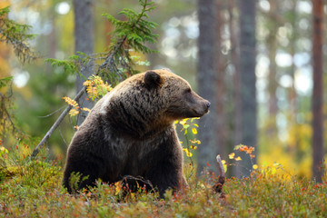 Wall Mural - big brown bear looking at side in a forest