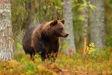Wall Mural - brown bear walking in a colorful forest