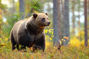 big brown bear in a colorful forest looking at side