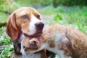 Beagle dog and brown cat together in warm hug outdoor.