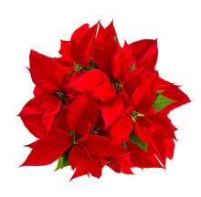 Red Poinsettia Christmas Flower Isolated White Background