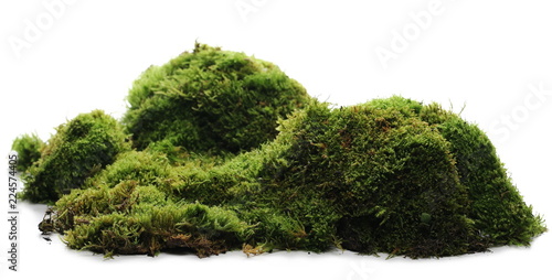Cuadros en Lienzo Green moss with grass isolated on white background