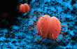 Bacteria Neisseria gonorrhoeae or Neisseria meningitidis, gonococcus and meningococcus